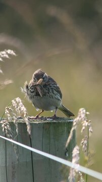 Meadow Pipit bird with insect in beak summer meadow reeds