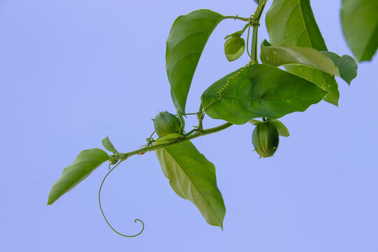 Passion Fruit Vine Growth. Passiflora branch showing immature green fruits and spiral tendrils against a clear blue sky.
