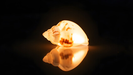 A glowing shell resting on mirror smooth surface