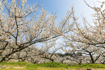 伊万里梅園の梅(佐賀県伊万里市)