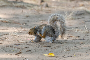 squirrel scratching its ear