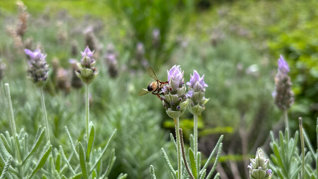 Bee on French Lavender. Macro close-up of an Apis mellifera bee pollinating Lavandula dentata flowers in a lavender field under natural light. - Powered by Adobe