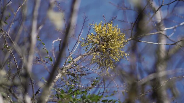 Low-angle view of a Misodendrum parasitic plant, commonly known as Llao Llao, growing on a tree branch under a clear blue sky in the Patagonia forest