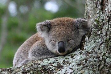 Koala resting on a tree branch during the day