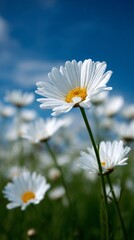 Bright Daisy Flowers Under Clear Blue Sky