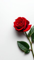 Elegant Red Rose on White Background