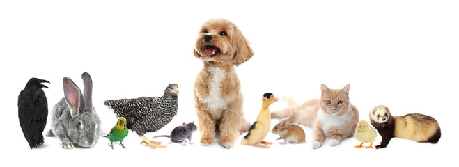 Group of different animals on white background. Poster design for veterinary or pet shop