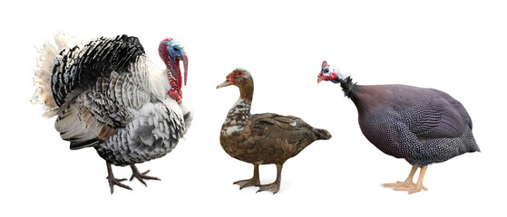 Guinea fowl, duck and turkey on white background. Domestic birds