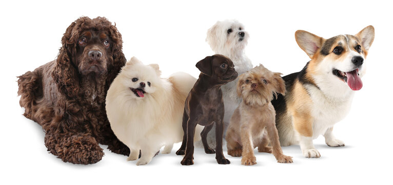 Group of different dogs on white background