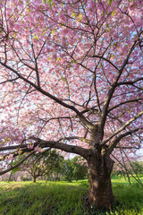 Fototapeta premium 青空と河津桜（福岡県豊前市）