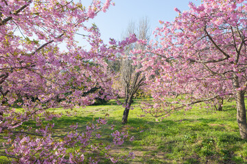 Fototapeta premium 青空と河津桜（福岡県豊前市）