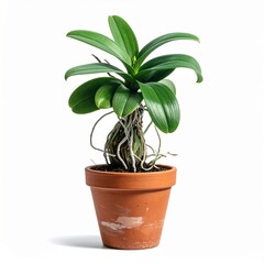 Obraz premium green plant in a pot