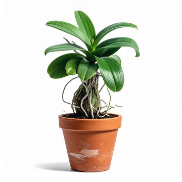 green plant in a pot