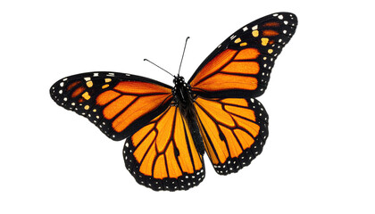 Fototapeta premium A vibrant monarch butterfly with striking orange and black wings, isolated on a black background