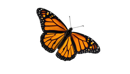 Obraz premium Vivid Monarch butterfly isolated against a stark black background, showcasing intricate patterns