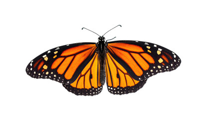 Fototapeta premium A vibrant monarch butterfly displays open wings against a stark black backdrop