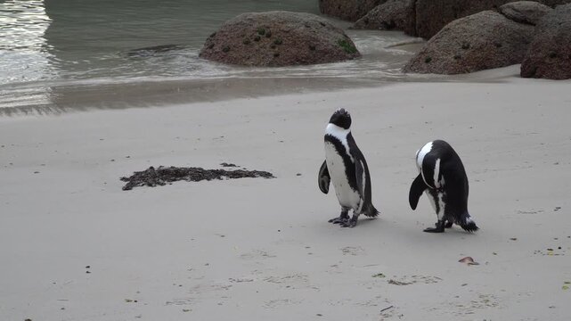 Penguins on Boulders beach in Cape Town, South Africa