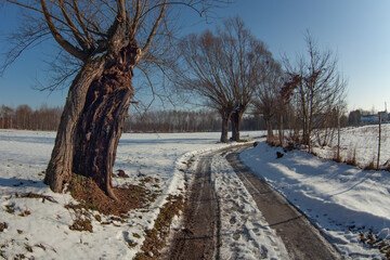 Snowy rural road lined with old willow trees in winter countryside. Calm landscape with leading lines, bare trees and natural light, symbolizing journey, direction and seasonal transition