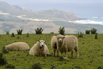 Obraz premium Sheep Grazing on Coastal Hillside over Ocean New Zealand