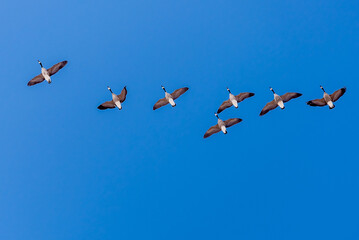 Flock of Canadian geese flying overhead. © Richard