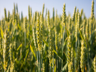 Fototapeta premium Wheat plants stand tall in a field under the sun
