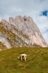 Obraz premium Seceda mountain range in the Dolomites with a lone alpaca grazing on a grassy slope