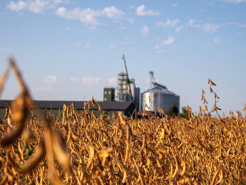 Yellow crops in a field with storage silos in background
