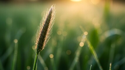 Golden Morning Sunlight Illuminating a Dew-Kissed Grass Stalk in a Peaceful Meadow, Emphasizing Nature's Freshness