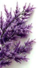 lavender flowers on a white background