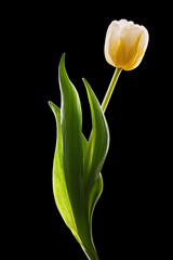 Yellow Tulip With Green Leaves On Black Background, Elegant Single Flower Still Life