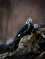 Pileated woodpecker on a log