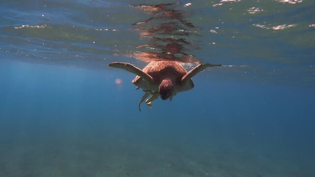 Green sea turtle underwater near water surface