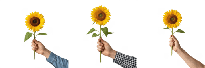 Set/Collection of human hand holding sunflower bloom, bright yellow flower symbol of happiness, positivity, summer nature and natural beauty concept isolated on transparent PNG background