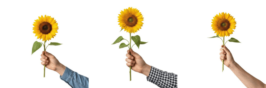 Set/Collection of human hand holding sunflower bloom, bright yellow flower symbol of happiness, positivity, summer nature and natural beauty concept isolated on transparent PNG background - Powered by Adobe