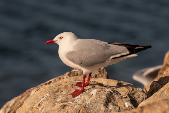 A red billed gull, or tarāpunga (chroicocephalus novaehollandiae scopulinus) standing on a rock at the seashore in Tasman Region, New Zealand.