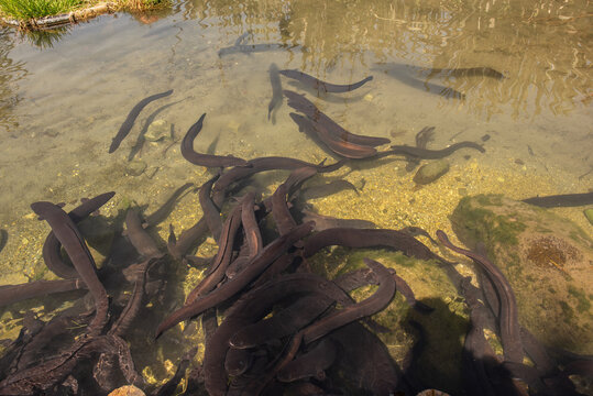 A large group of New Zealand long finned eels (anguilla dieffenbachii) in a small stream in Marlborough, New Zealand.