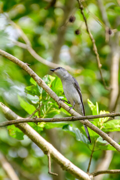 Ashy minivet