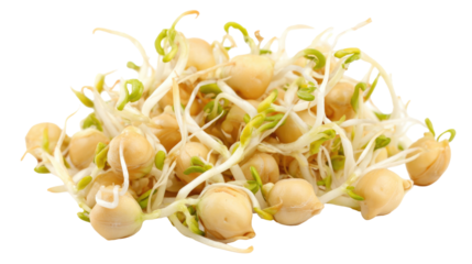 Chickpea Sprouts Isolated