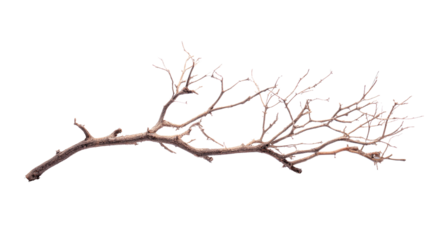 Dry Branch on Transparent Background