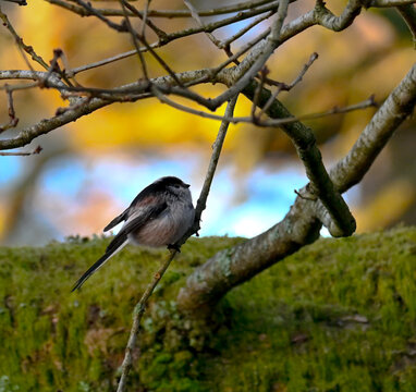 bird on a branch