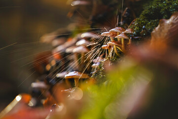 Mushrooms in the rain with light streaks
