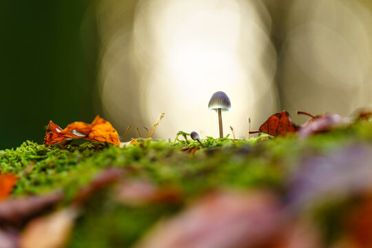 Mushroom in mossy ground with autumn leaves.