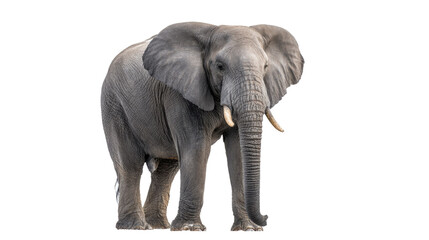 Obraz premium Majestic Elephant Isolated