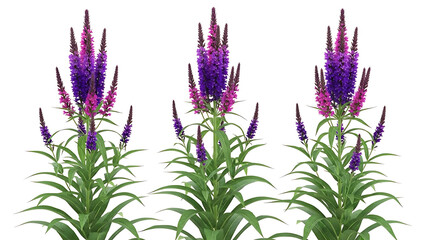 Naklejka premium purple veronica flowers display vibrant bloom spikes and green leaves a clean botanical render suitable for spring garden design concepts.