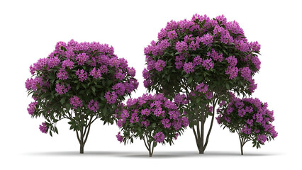 rhododendron plants isolated on white background vibrant pink blossoms for landscape design garden layouts and architectural rendering.