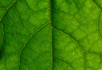 Abstract green leaf texture