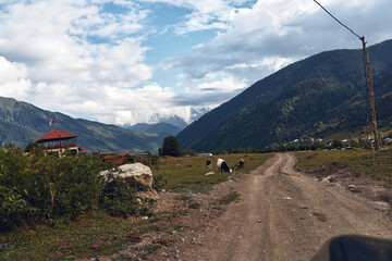Fototapeta premium Mountain road rural cows farmhouse landscape meadow clouds gravel path with distant peaks authentic inclusive scene of local farming life and pastoral countryside rustic charm