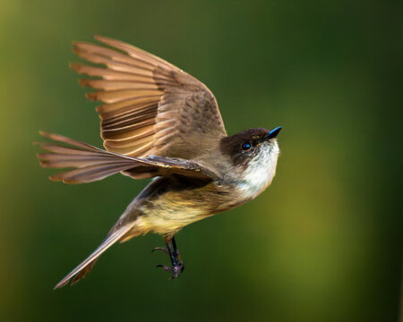 Eastern Phoebe Inflight Extreme Closeup