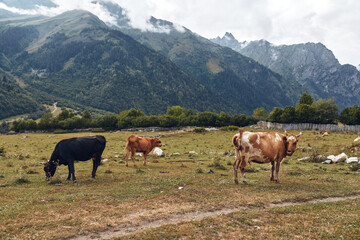 Fototapeta premium Cows grazing on mountain meadow pasture with distant peaks under cloudy sky