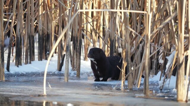 American mink standing on ice against a background of reeds in winter.